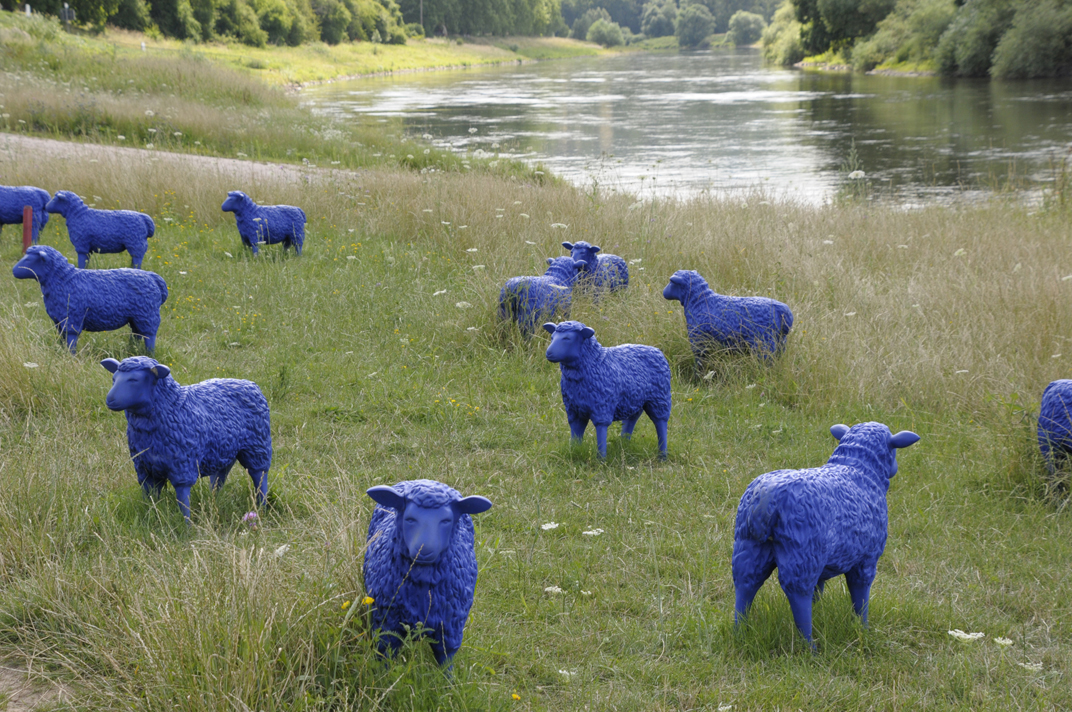 Blaue Schafe an der Weser